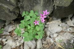 Oxalis articulata