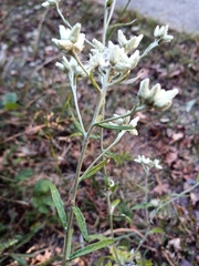 Pseudognaphalium obtusifolium