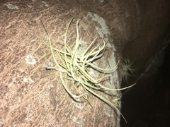 Tillandsia