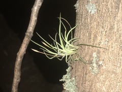 Tillandsia