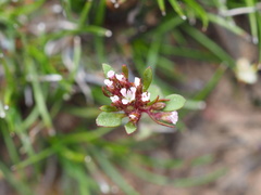 Levenhookia pusilla