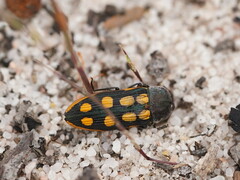 Castiarina xanthopilosa