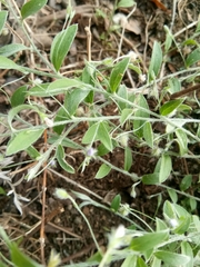 Evolvulus alsinoides