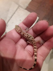 Hemidactylus turcicus