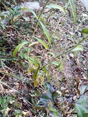 Pseudognaphalium obtusifolium