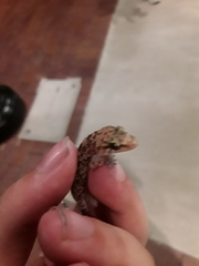 Hemidactylus turcicus