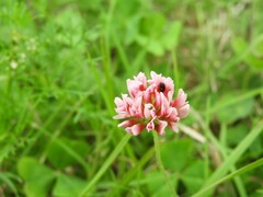 Trifolium polymorphum