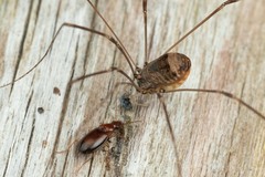 Leiobunum blackwalli