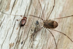 Leiobunum blackwalli