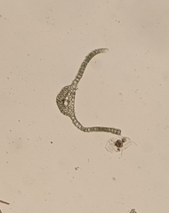 Bryoerythrophyllum recurvirostrum