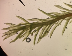 Bryoerythrophyllum recurvirostrum