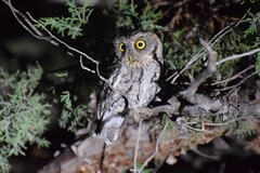 Megascops trichopsis