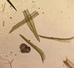 Bryoerythrophyllum recurvirostrum