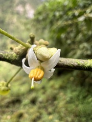 Lycianthes