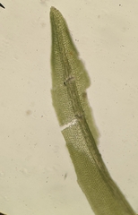 Bryoerythrophyllum recurvirostrum