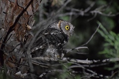 Megascops trichopsis