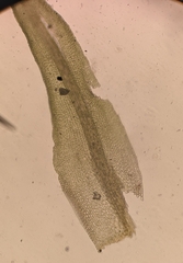 Bryoerythrophyllum recurvirostrum
