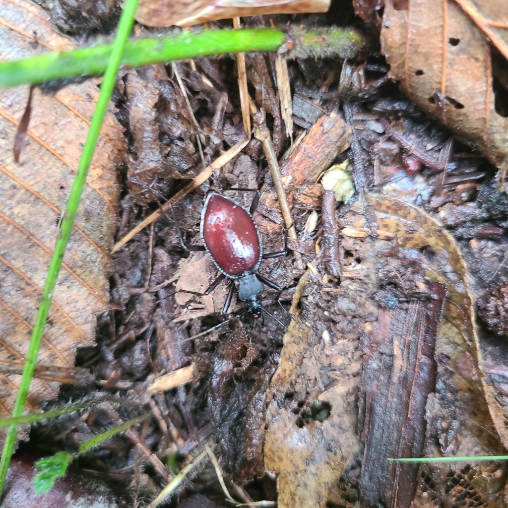 Narrowcollared Snaileating Beetle from Snohomish County, USWA, US on