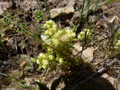 Siloxerus multiflorus