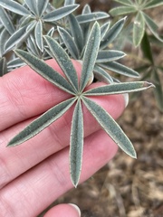 Lupinus albifrons