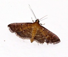 Omiodes pernitescens