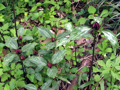 Trillium recurvatum