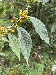Lycianthes