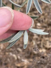 Lupinus albifrons