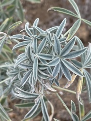 Lupinus albifrons