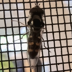 Melangyna viridiceps