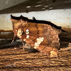 Papaipema marginidens