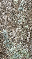 Lupinus albifrons