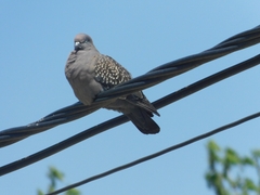 Patagioenas maculosa