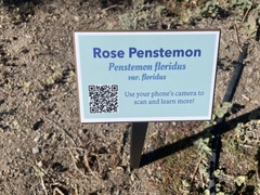 Penstemon floridus floridus