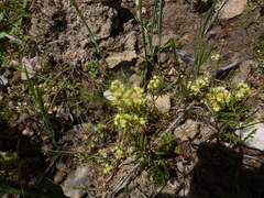 Siloxerus multiflorus