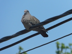 Patagioenas maculosa