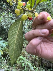 Lycianthes