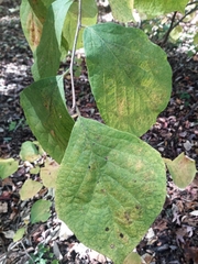 Styrax grandifolius
