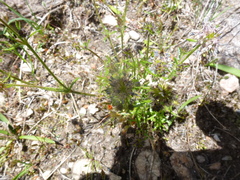 Opercularia scabrida