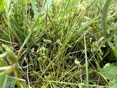 Isolepis levynsiana