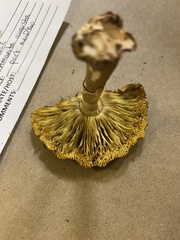 Amanita augusta
