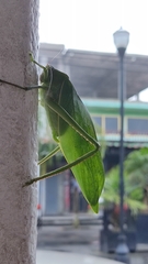 Stilpnochlora azteca