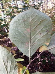 Styrax grandifolius