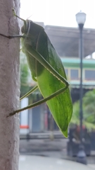 Stilpnochlora azteca