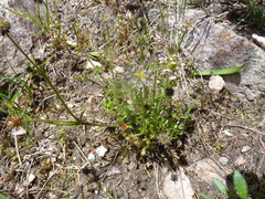 Opercularia scabrida