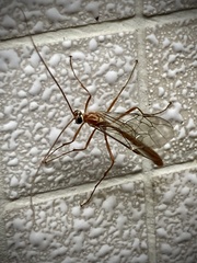 Ophion obscuratus