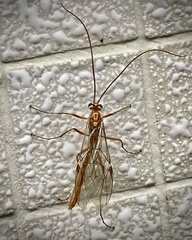 Ophion obscuratus