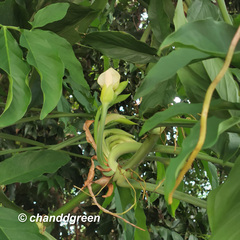 Syngonium angustatum
