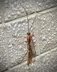 Ophion obscuratus