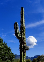 Pachycereus weberi